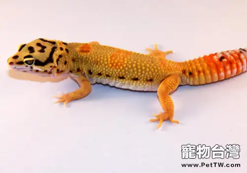 如何餵食豹紋守宮蜥(共2張圖片)-寵物台灣