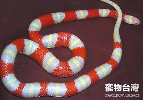 奶蛇的種類和飼養方法
