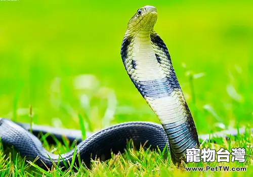 幾種有毒蛇的生活習性