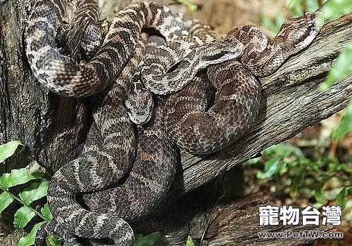 幾種有毒蛇的生活習性