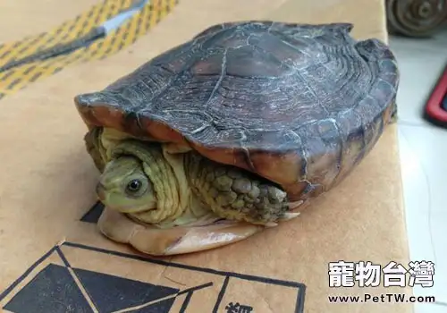 烏龜干養的方法及注意事項(1圖)-寵物台灣