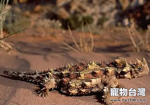 怎麼確保沙漠品種蜥蜴不缺水