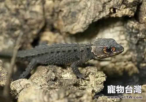 怎麼確保沙漠品種蜥蜴不缺水