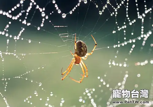 蜘蛛不進食的原因有哪些(共2張圖片)-寵物台灣