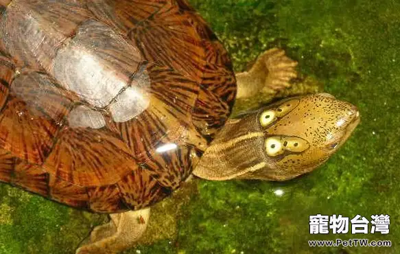 四眼斑水龜的繁殖知識(1圖)-寵物台灣