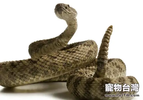 球蟒的外傷處理(共2張圖片)-寵物台灣