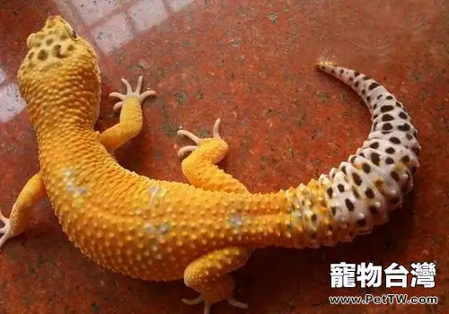 怎麼應對豹紋守宮蜥逃跑 (共2張圖片)-寵物台灣