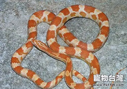 如何應對玉米蛇嘔吐(共2張圖片)-寵物台灣