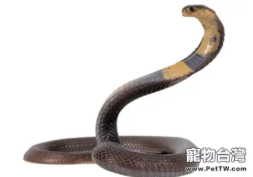 蛇類常見病處理