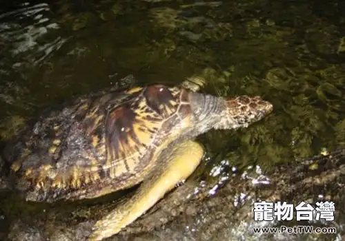 烏龜冬眠要放水嗎?(1圖)-寵物台灣