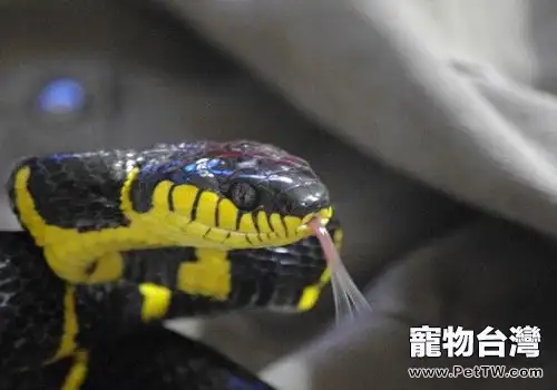 黃環林蛇是否好養