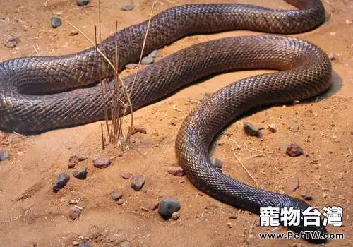 怎麼做好種蛇的飼養管理