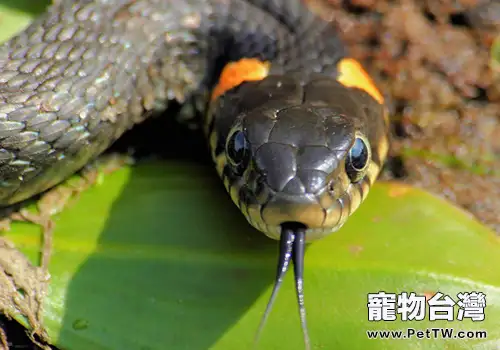 怎麼做好種蛇的飼養管理