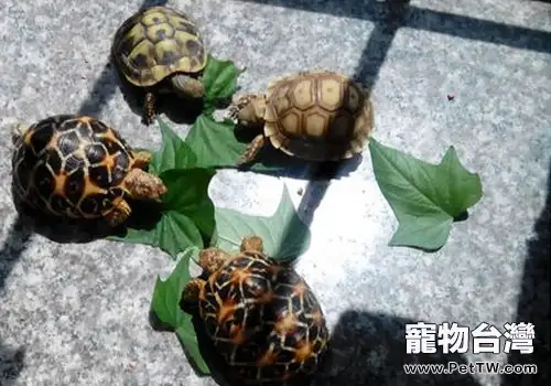 龜鱉混養的方法(1圖)-寵物台灣