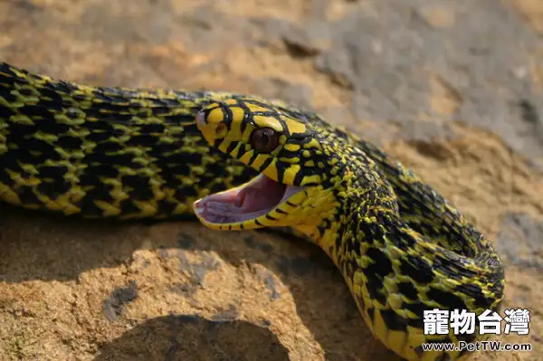 王錦蛇的繁殖特徵