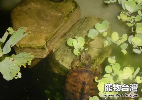根據水色判斷養龜水質好壞(1圖)-寵物台灣