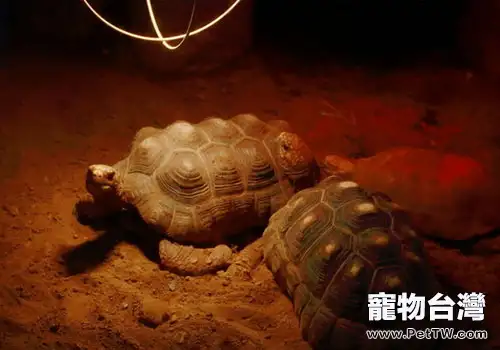 烏龜冬季保暖方法(1圖)-寵物台灣