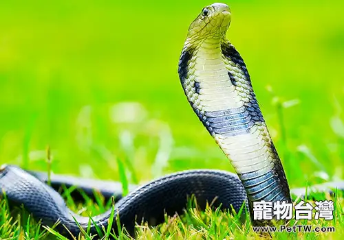 蛇的攝食習性有哪些共同點