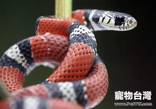 怎麼判斷被毒蛇咬傷後的中毒程度