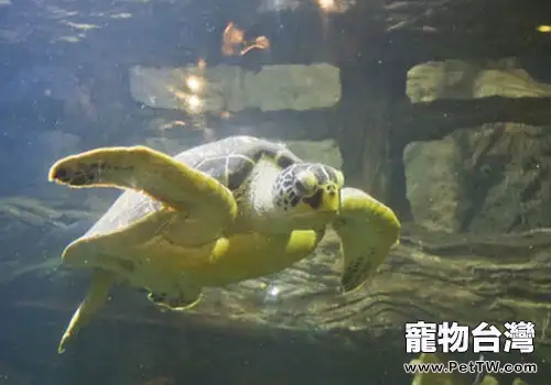 烏龜受了哪些損傷能修復?(1圖)-寵物台灣