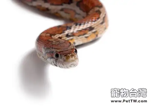 蛇的生理特性是怎樣的