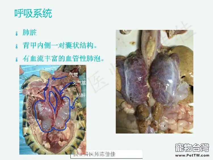 帶你認識龜的呼吸系統、泌尿系統、生殖系統