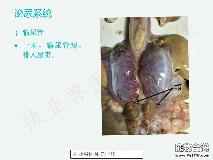 帶你認識龜的呼吸系統、泌尿系統、生殖系統