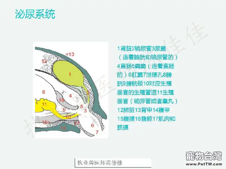 帶你認識龜的呼吸系統、泌尿系統、生殖系統