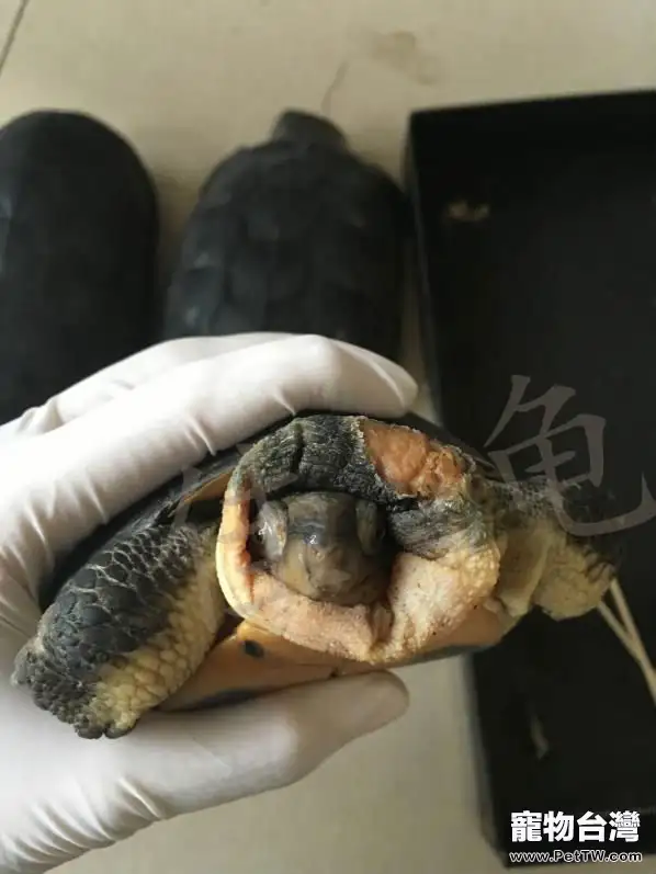石龜種龜的脖子皮下組織腫瘤手術