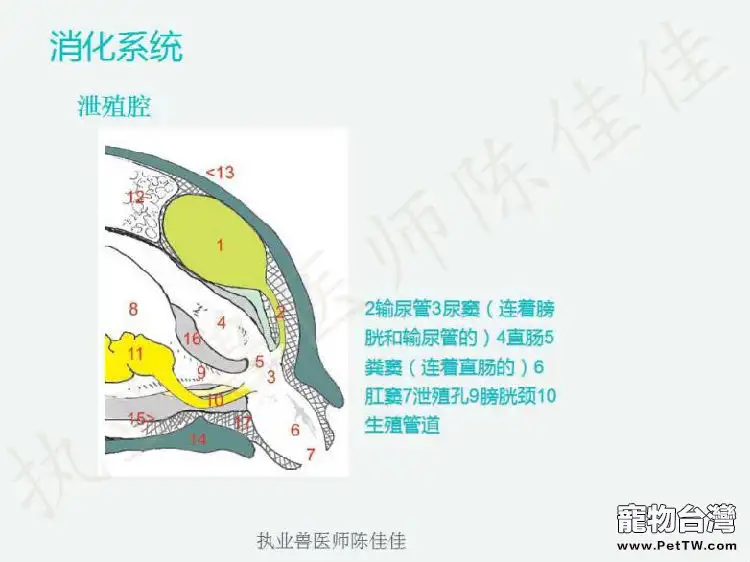 龜的消化系統、循環系統、淋巴系統介紹
