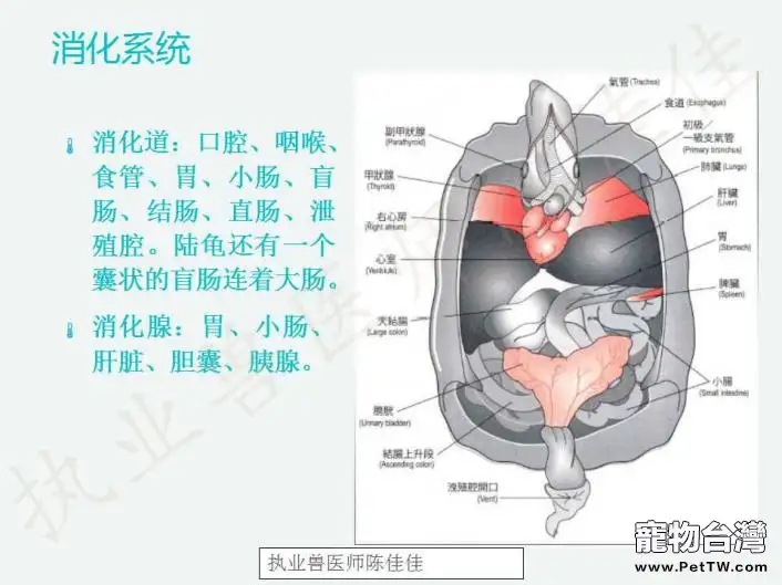 龜的消化系統、循環系統、淋巴系統介紹