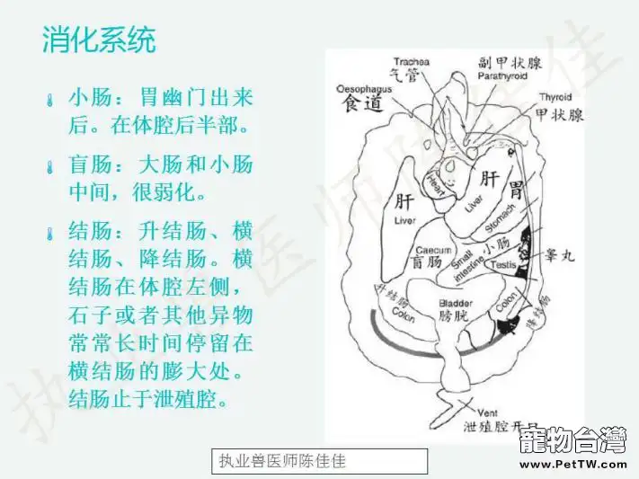 龜的消化系統、循環系統、淋巴系統介紹