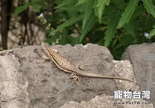 如何飼養麻蜥蜴