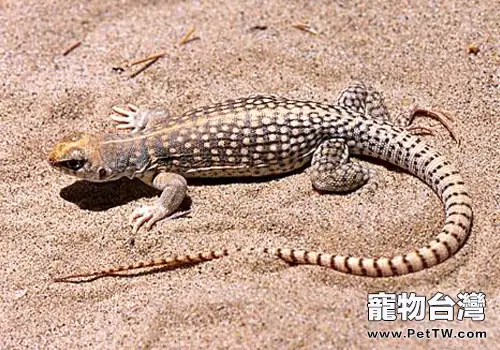 如何飼養麻蜥蜴