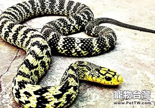 怎麼對待大王蛇開口難的問題(共2張圖片)-寵物台灣