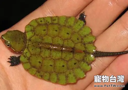 鷹嘴龜的家庭飼養(1圖)-寵物台灣