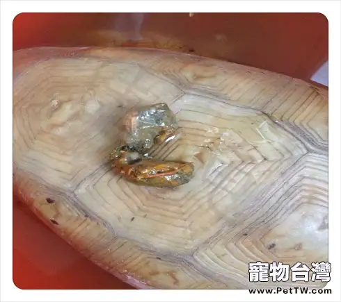 龜龜大便不成形都是腸胃炎嗎？