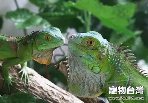 綠鬣蜥在飲食方面要注意哪些問題(共2張圖片)-寵物台灣
