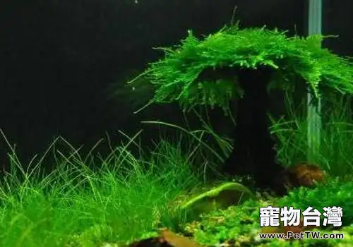  龜缸中龍鬚草怎麼飼養？