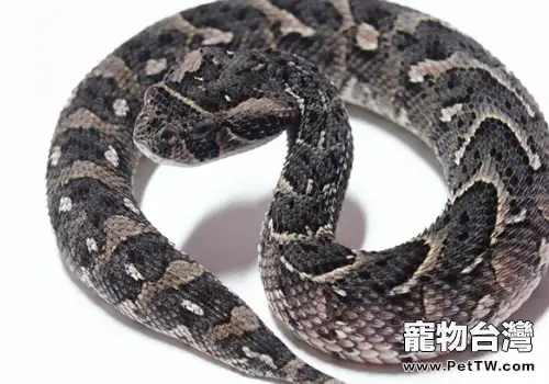 鼓蝮蛇能隱藏氣味?(1圖)-寵物台灣