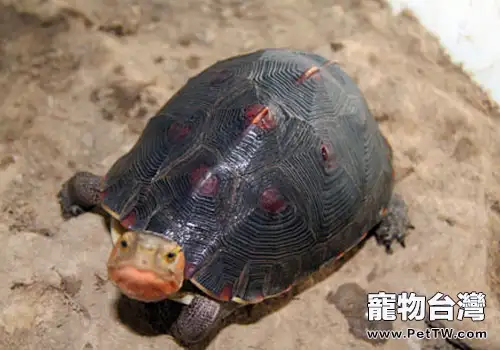 黃緣龜冬眠的停食準備(1圖)-寵物台灣
