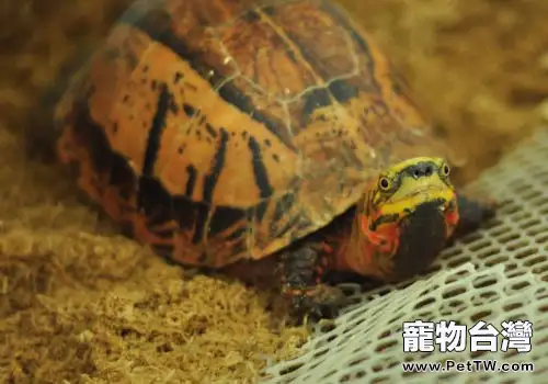 半水龜飼養墊材選擇