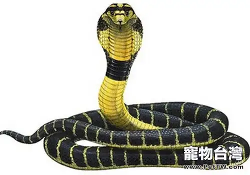 飼養眼鏡蛇要注意哪些安全措施(共2張圖片)-寵物台灣