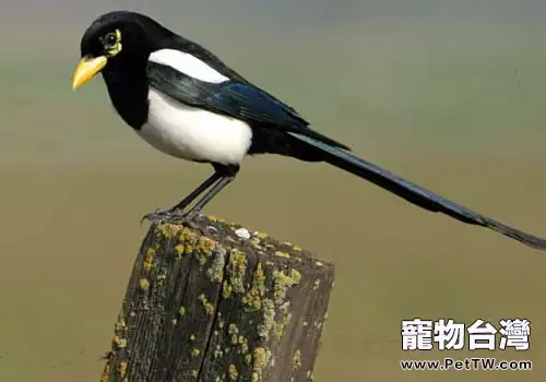 說說一些動物的冷知識(共2張圖片)-寵物台灣