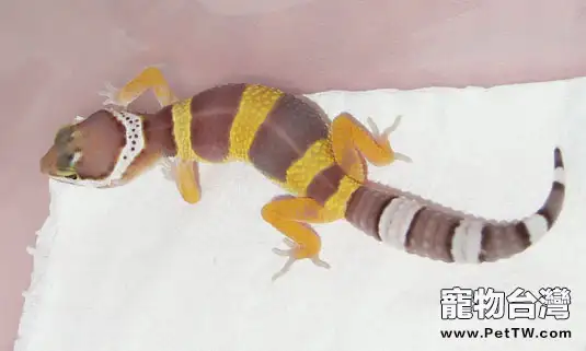 孵化溫度對豹紋守宮的影響(1圖)-寵物台灣