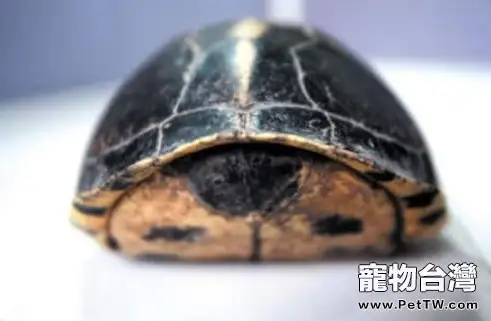 黃緣閉殼龜資料簡介(1圖)-寵物台灣