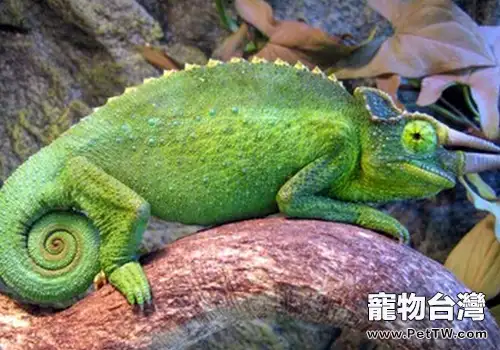 養傑克森變色龍要注意什麼(共2張圖片)-寵物台灣