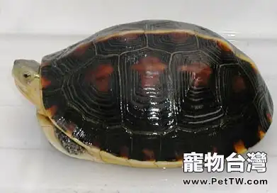 黃緣閉殼龜的生活習性