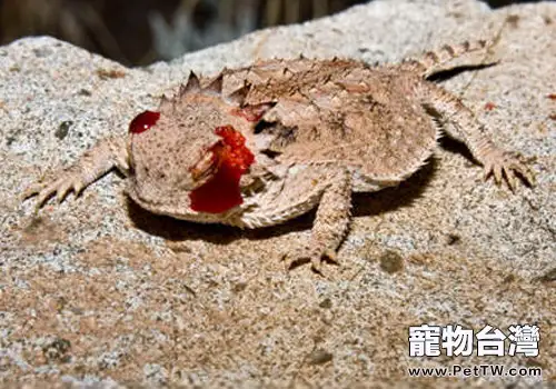 飼養角蜥注意哪些環境問題