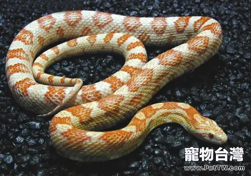 怎麼處理蛇體內寄生蟲(1圖)-寵物台灣